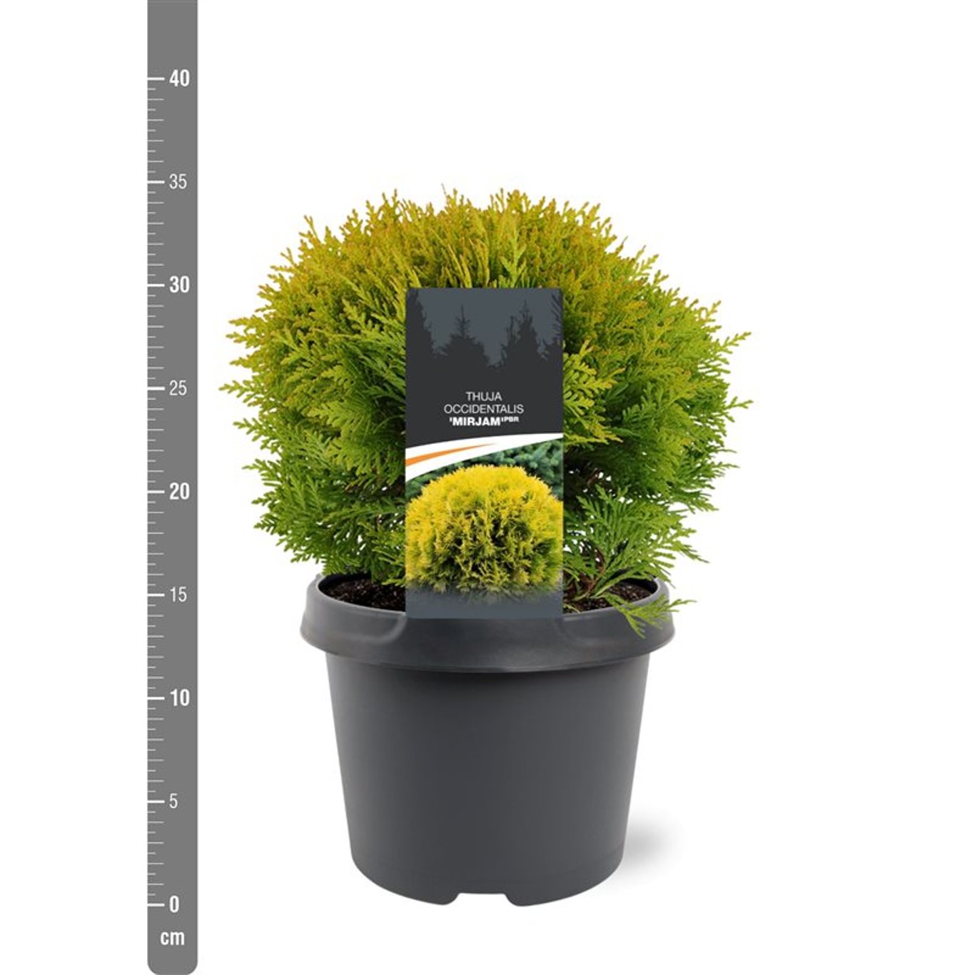 Thuja occ. 'Mirjam' - C3 25-30 CM