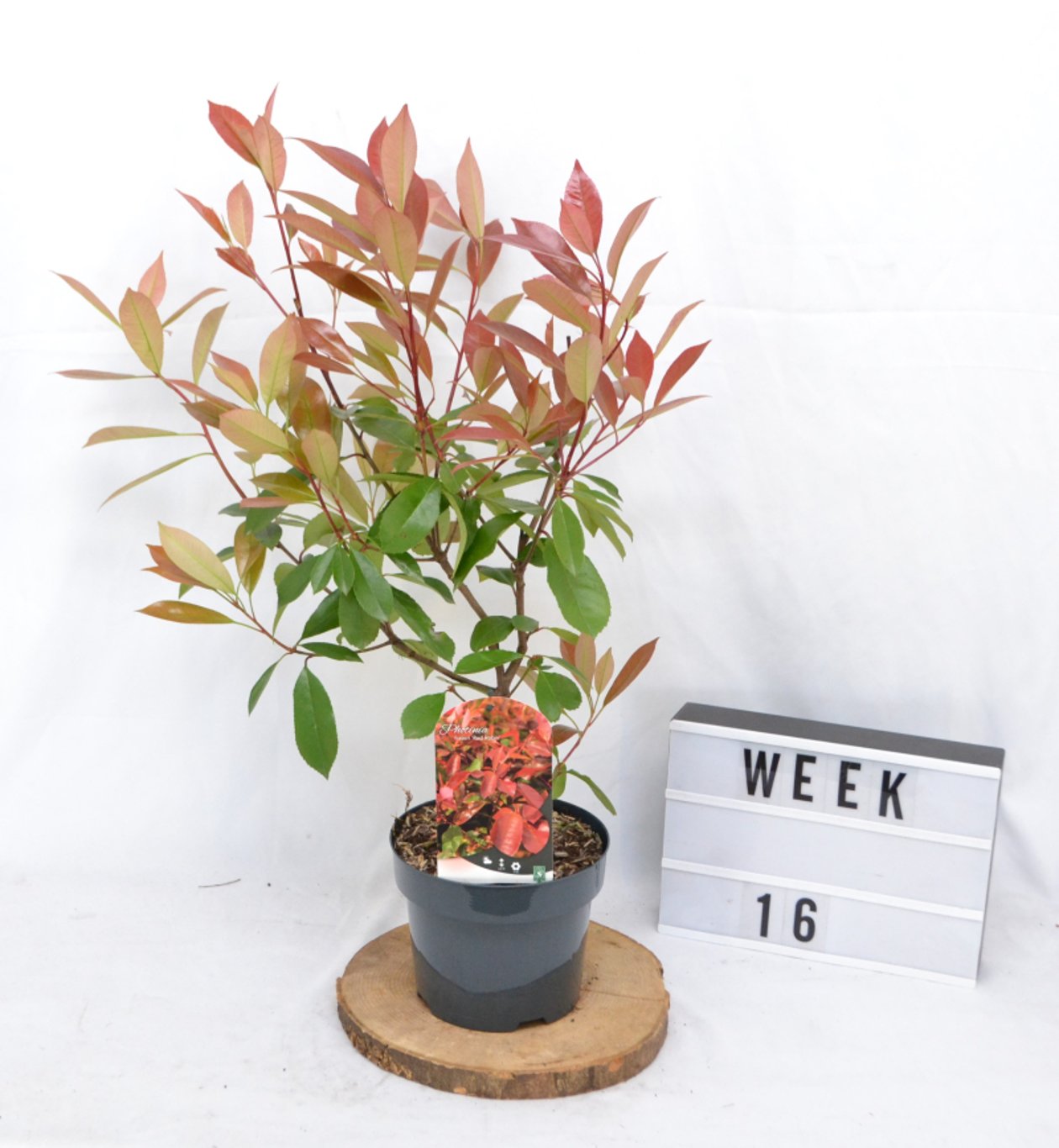 Photinia fraseri 'Red Robin' - C3 20-40 CM