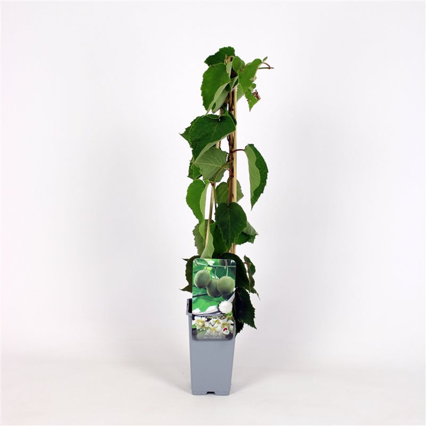 Actinidia d. 'Hayward' - C2 70/+ CM