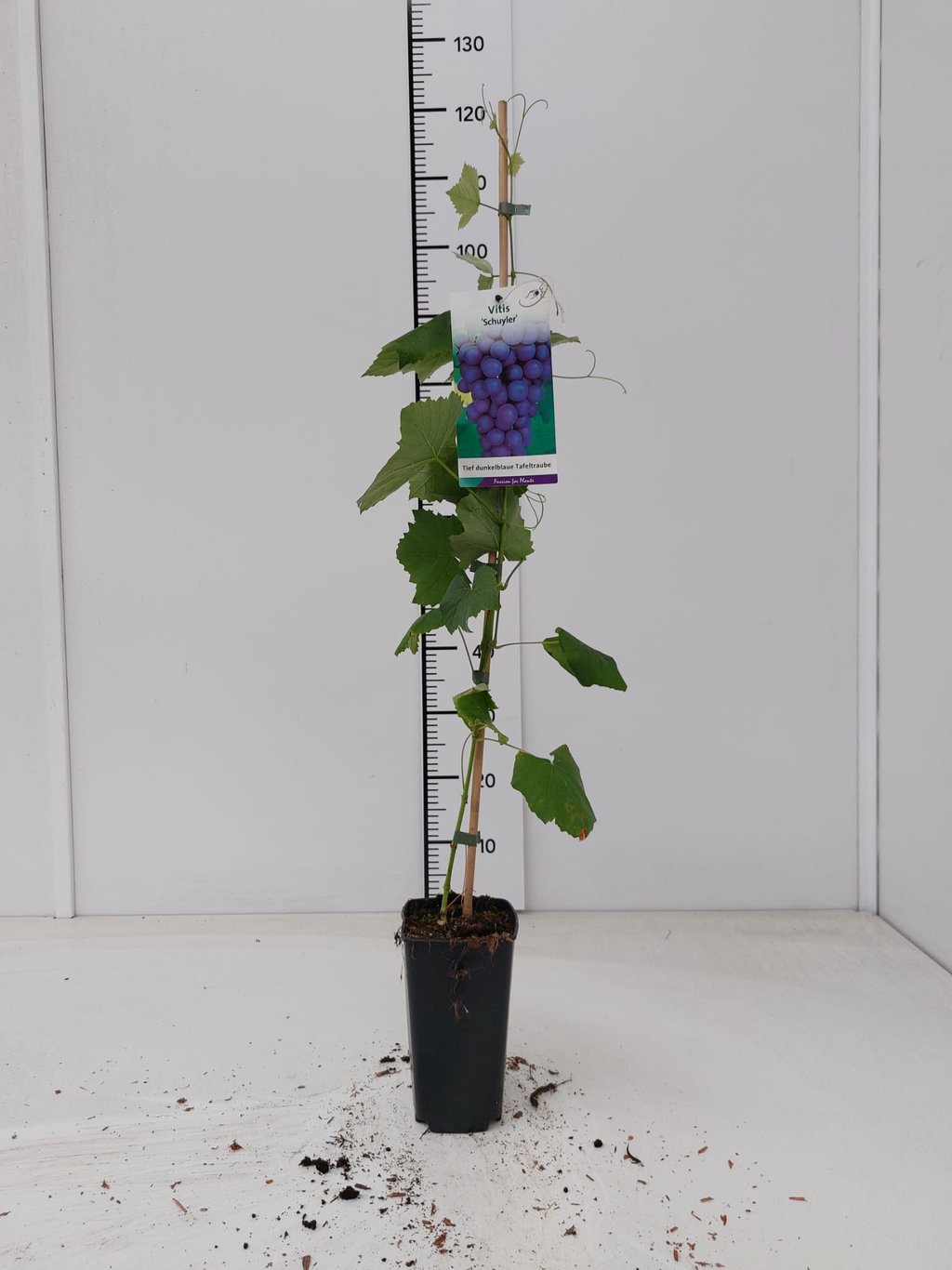 Vitis 'Schuyler' - C2 60-80 CM Stick