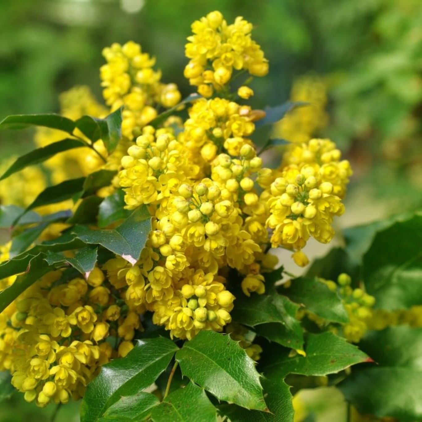 Mahonia aquifolium - 30-50 CM bare root 1/2  3-5 branche