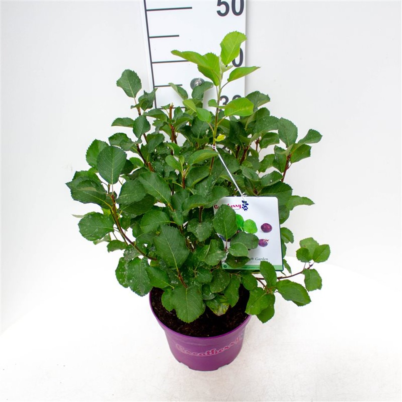 Amelanchier aln. 'Northline' - C5 40-50 CM