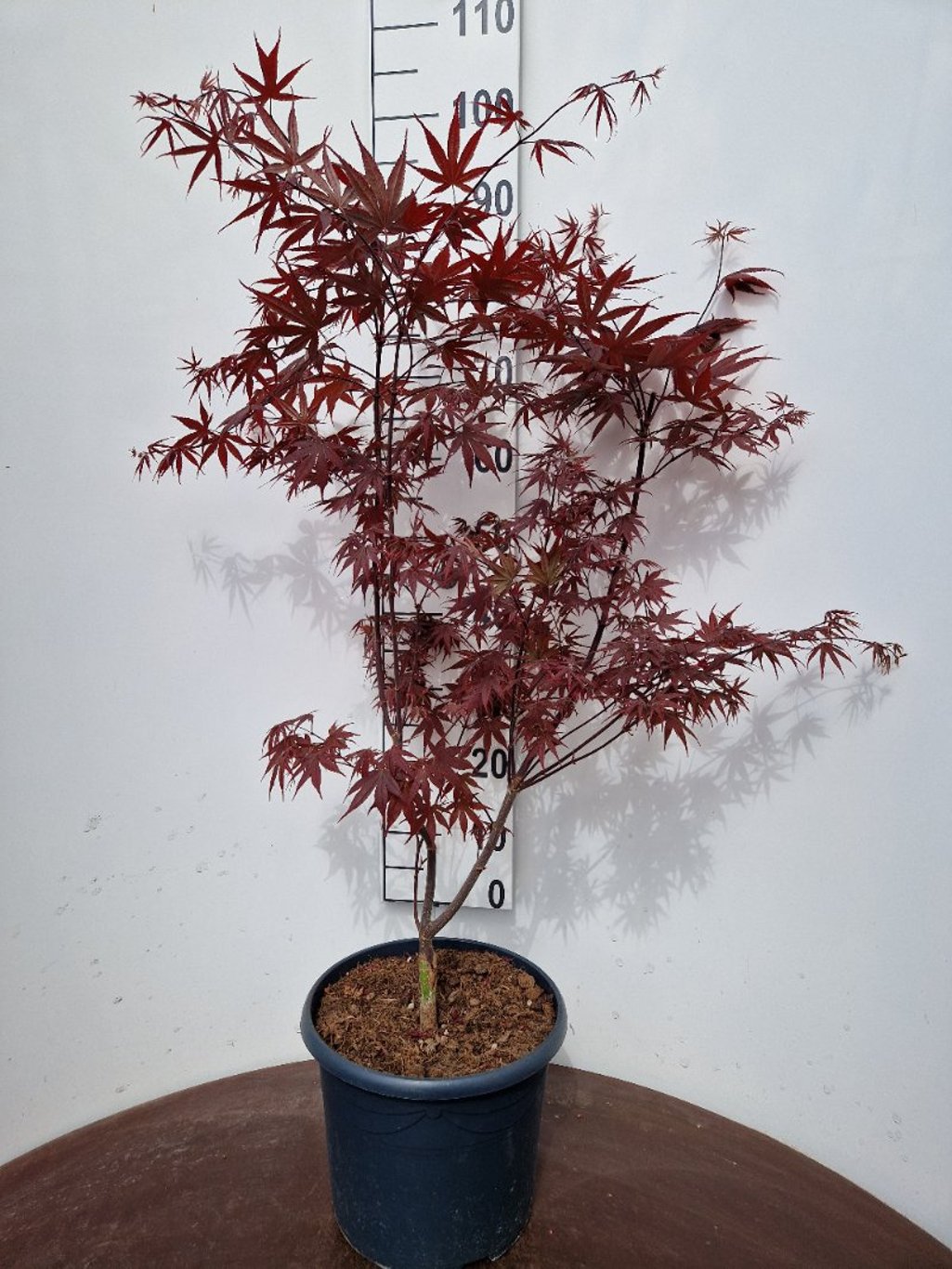 Acer pal. 'Bloodgood' - C10 60-80 CM