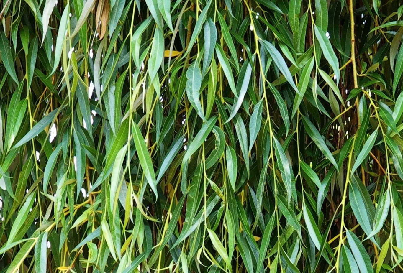 Salix babylonica 'Pendula' - 60-100 CM bare root 0/1   1-2 branche