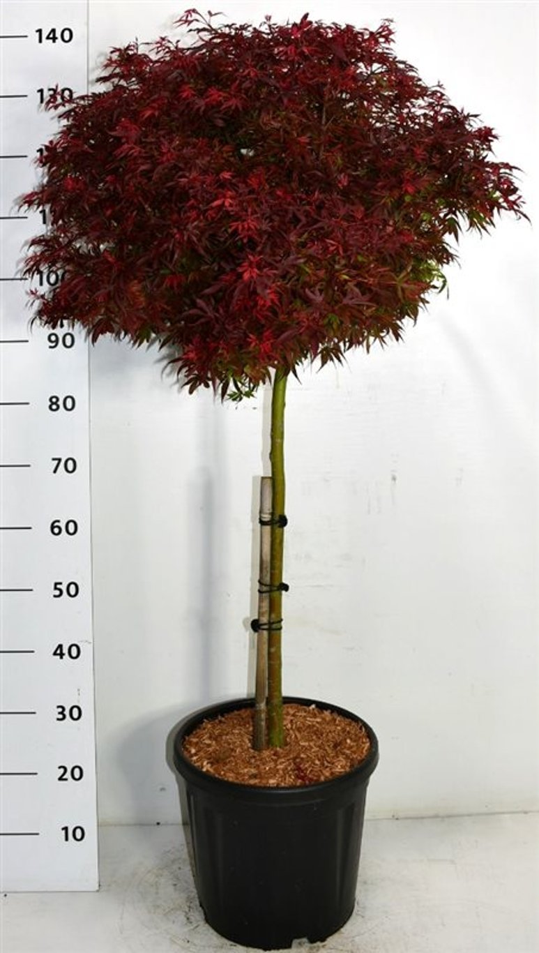 Acer pal. 'Shaina' - 60 CM Stem C25