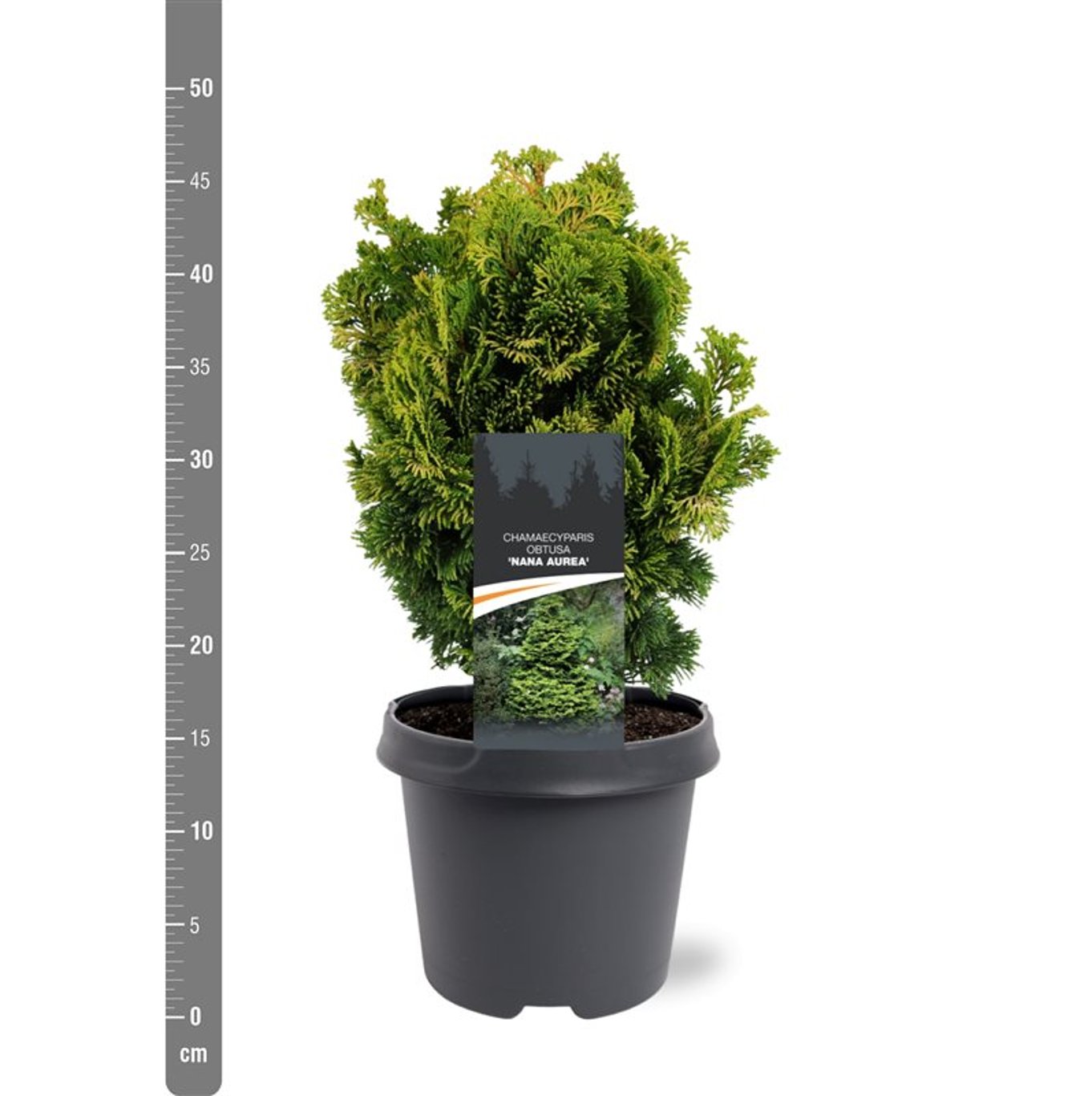 Chamaecyparis o. 'Nana Aurea' - C5 25-30 CM