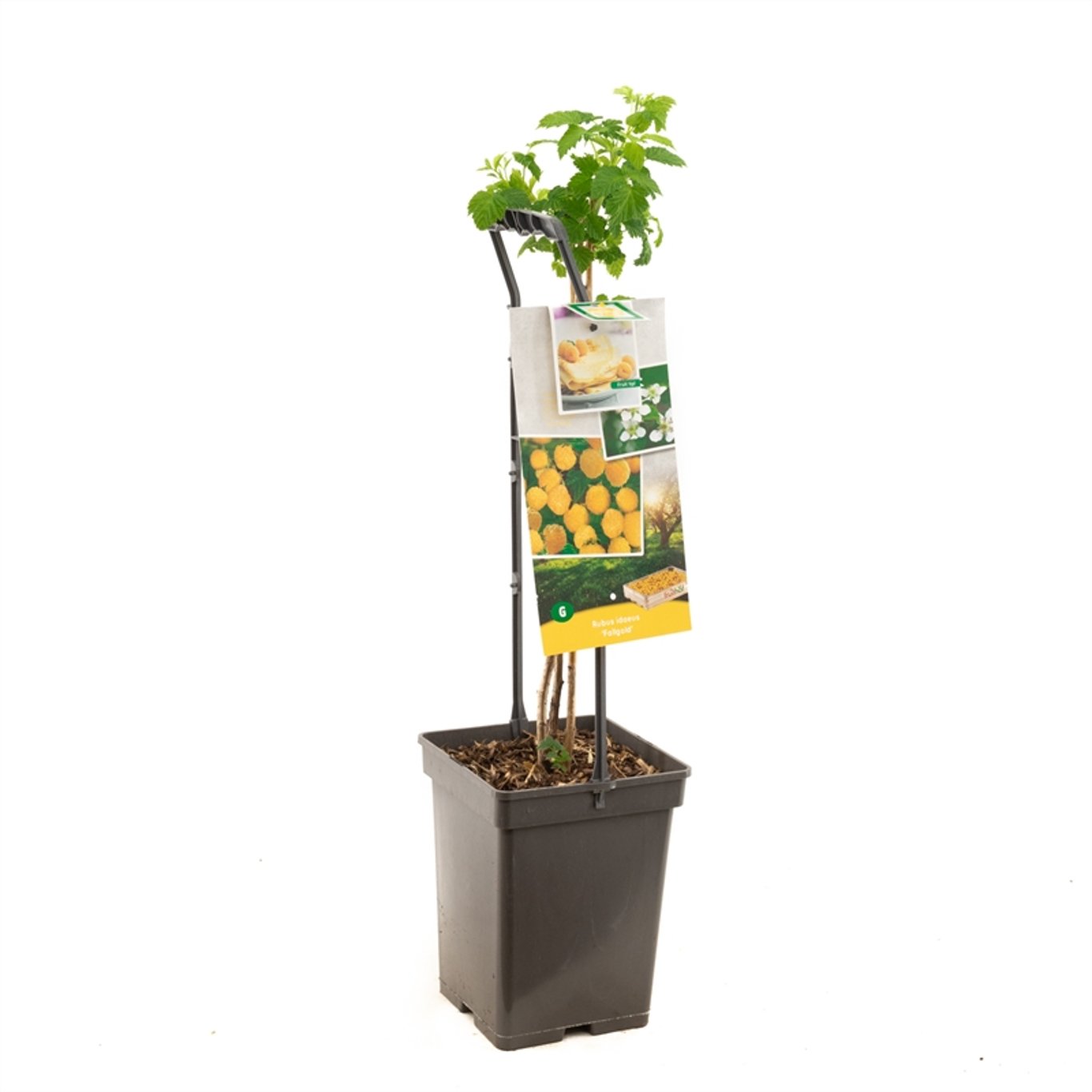 Rubus idaeus 'Fallgold' - 50-60 CM Carry Handle C5