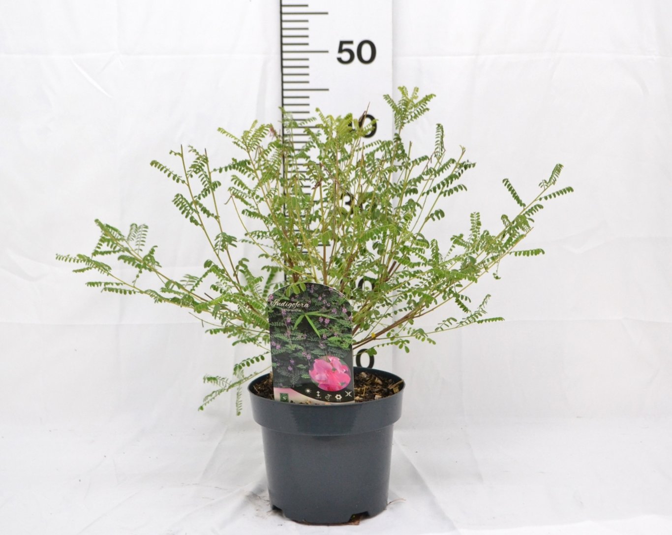 Indigofera heterantha - C3 20-40 CM
