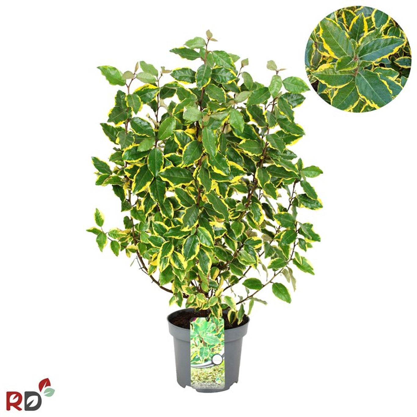 Elaeagnus ebb. 'Viveleg' - C5 60-80 CM