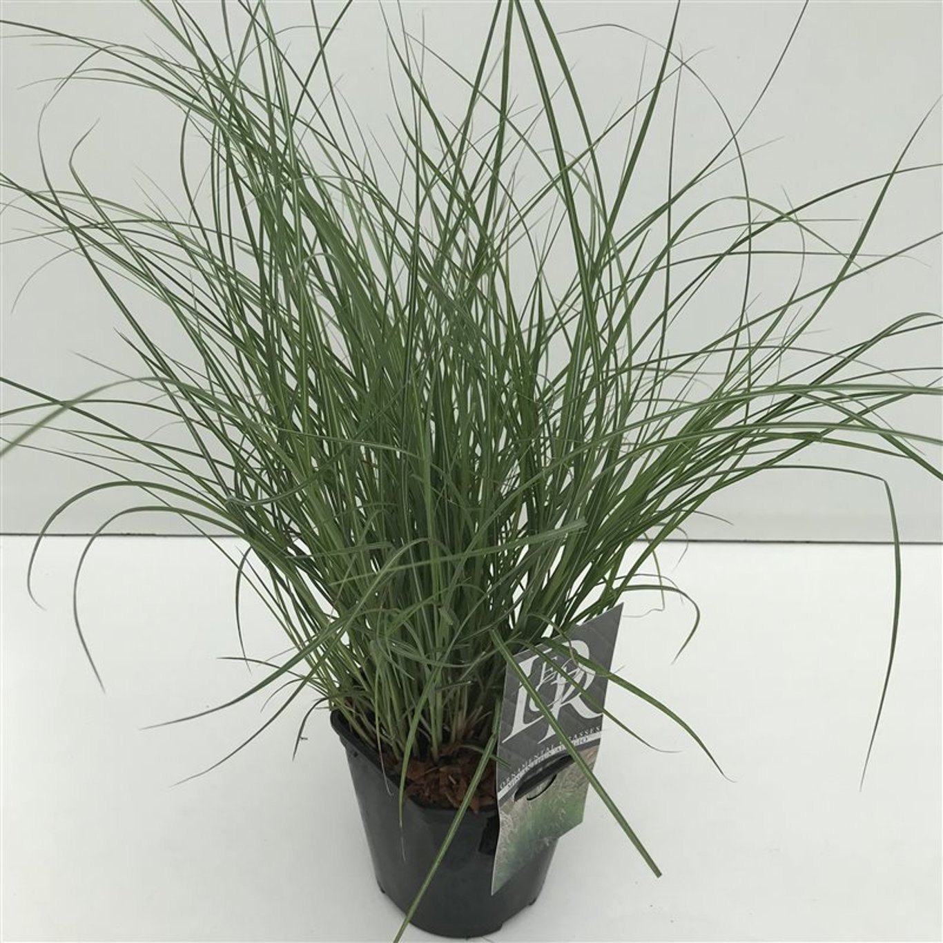 Miscanthus sin. 'Adagio' - C2