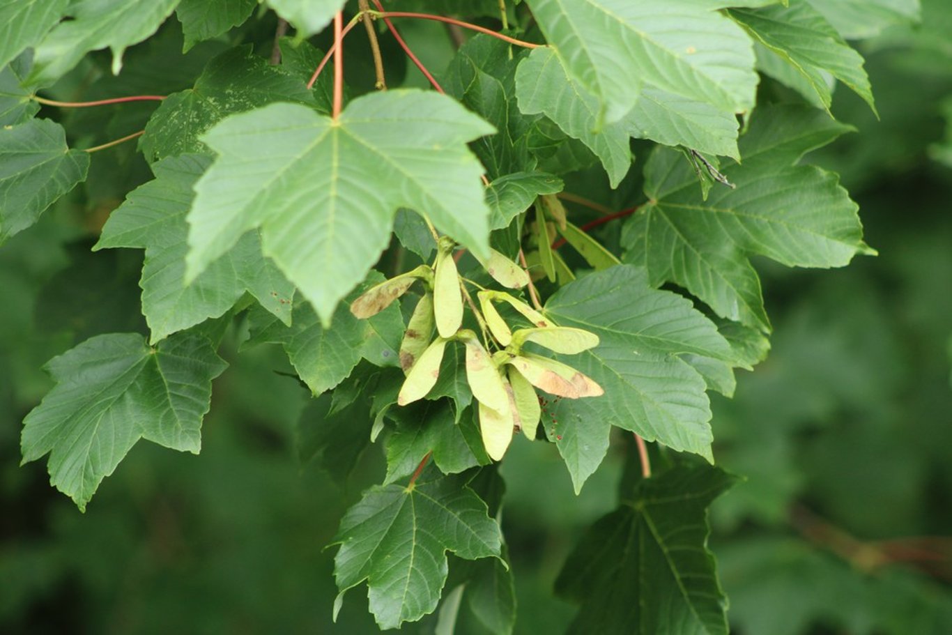 Acer pseudoplatanus - 40-60 CM bare root 1/1
