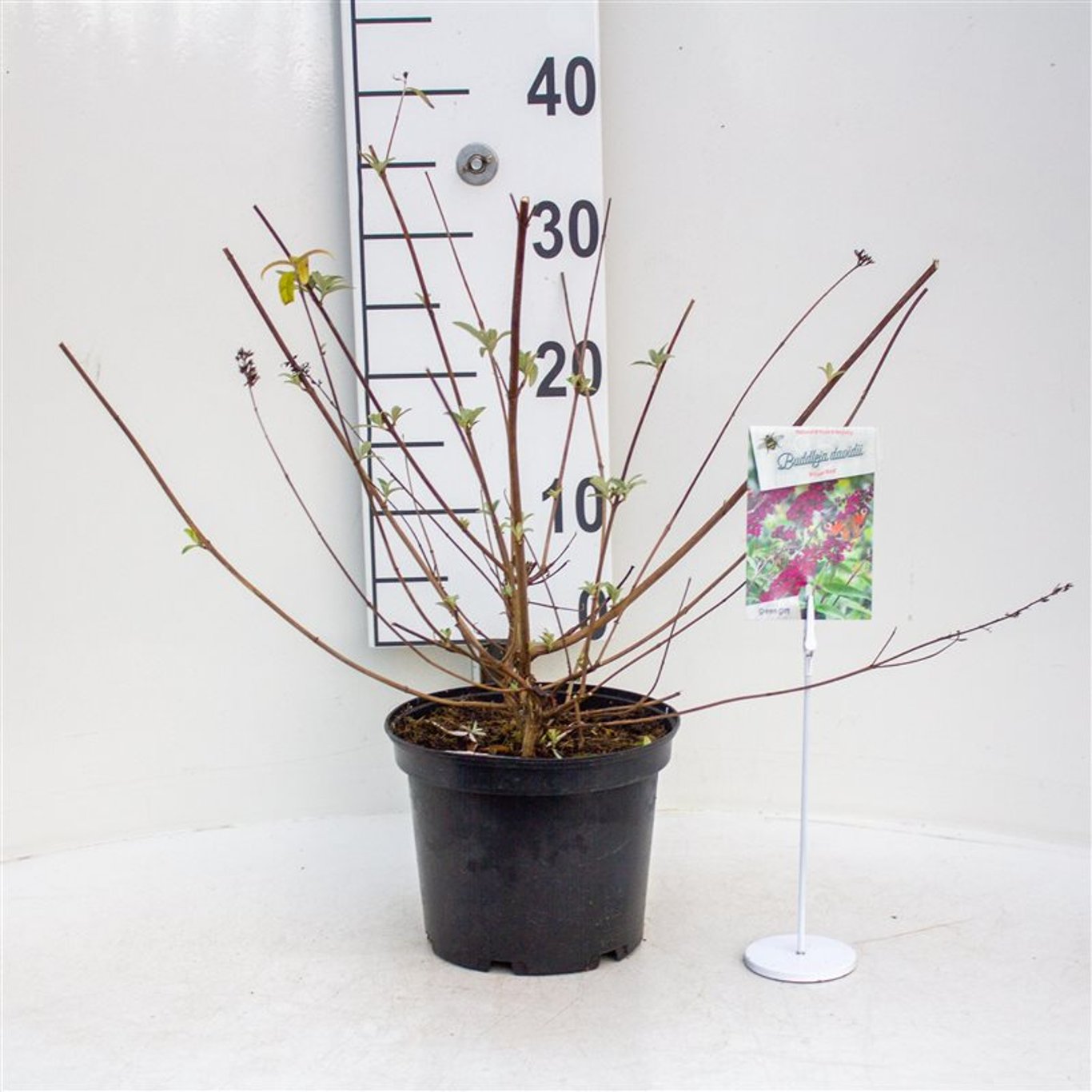 Buddleja d. 'Royal Red' - C3 40-50 CM