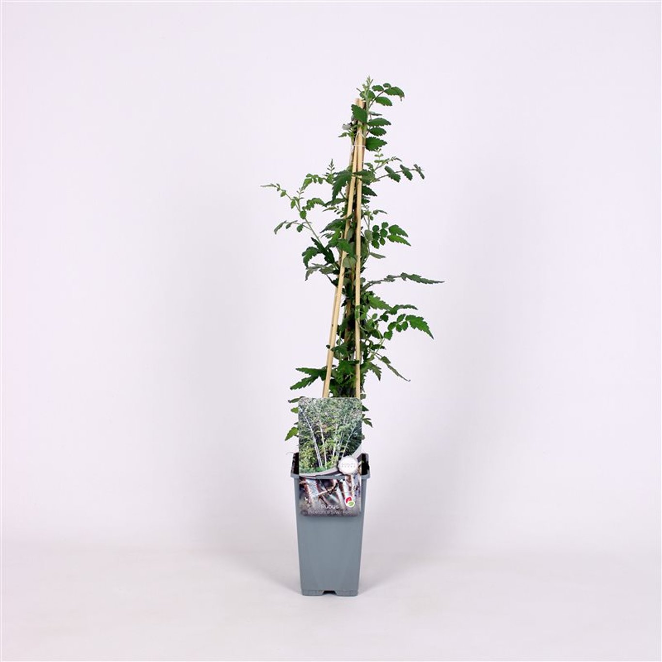 Rubus thibetanus 'Silver Fern' - C2 70/+ CM