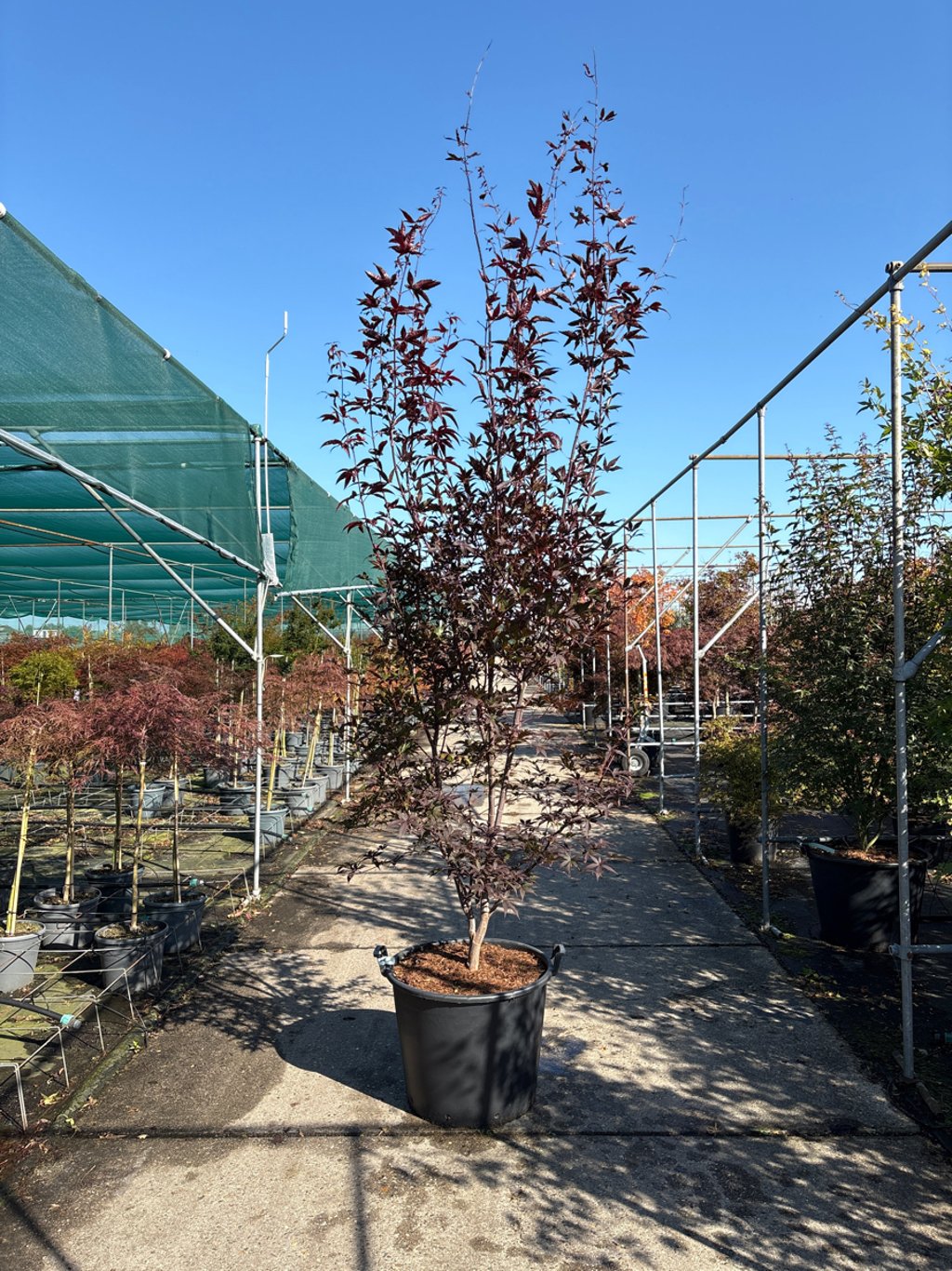 Acer pal. 'Red Emperor' - 250-300 CM in Cont.