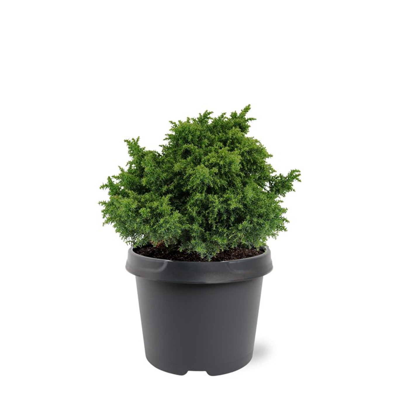 Cryptomeria j. 'Yokohama' - C3 20-25 CM