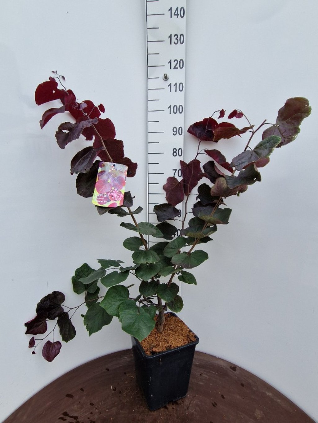 Cercis can. 'Forest Pansy' - C15 80-100 CM