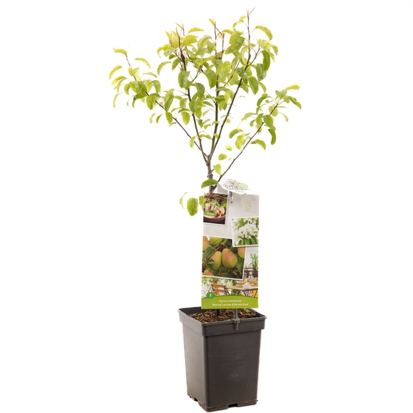 Pyrus c. Bonne Louise - C5 60-80 CM Patio