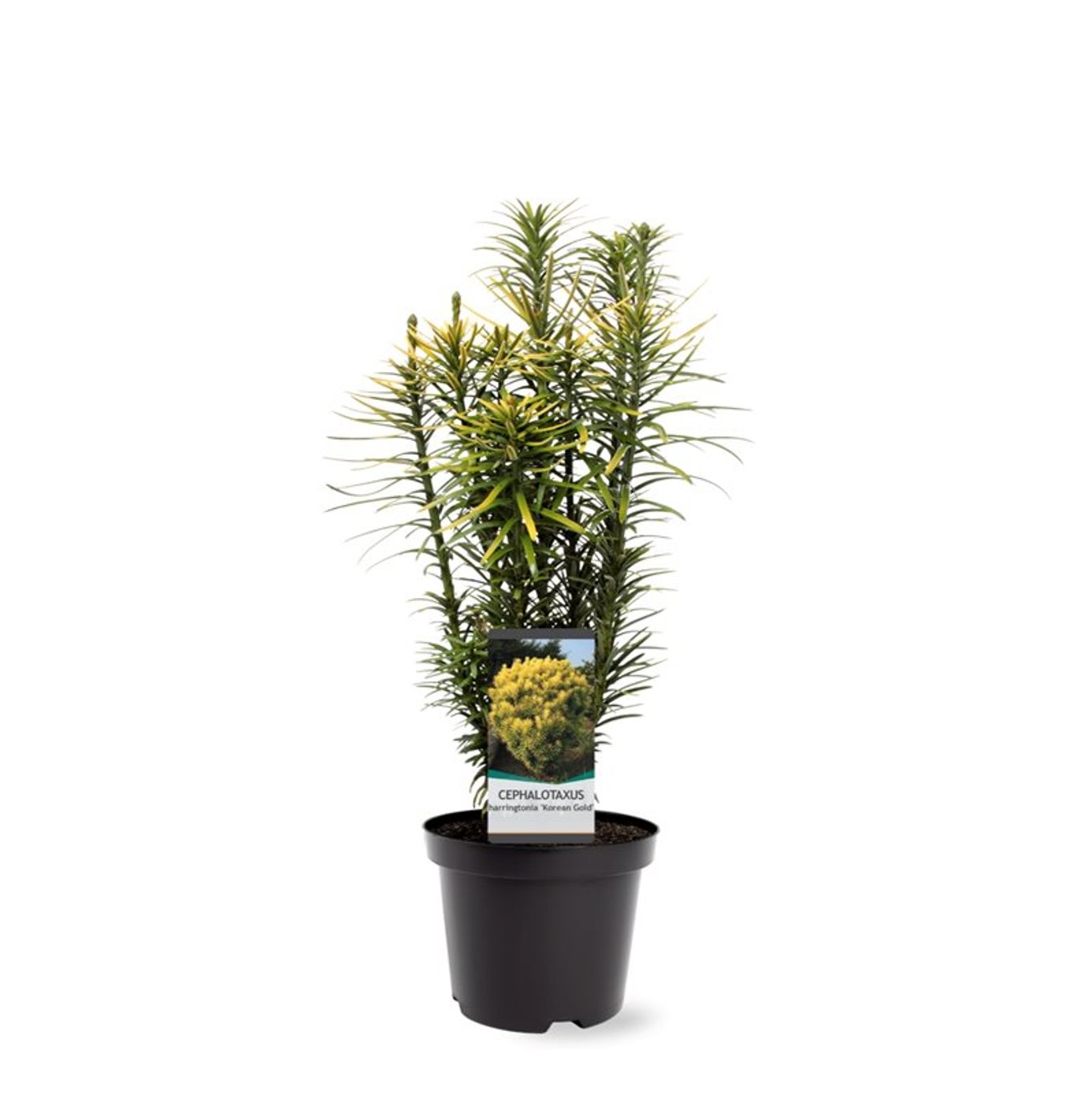 Cephalotaxus h. 'Korean Gold' - C3 30-40 CM