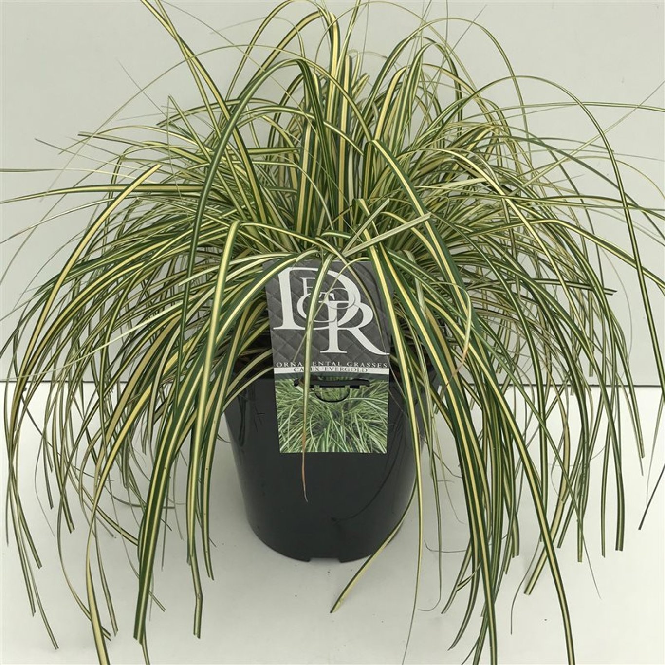 Carex oshim. 'Evergold' - C5