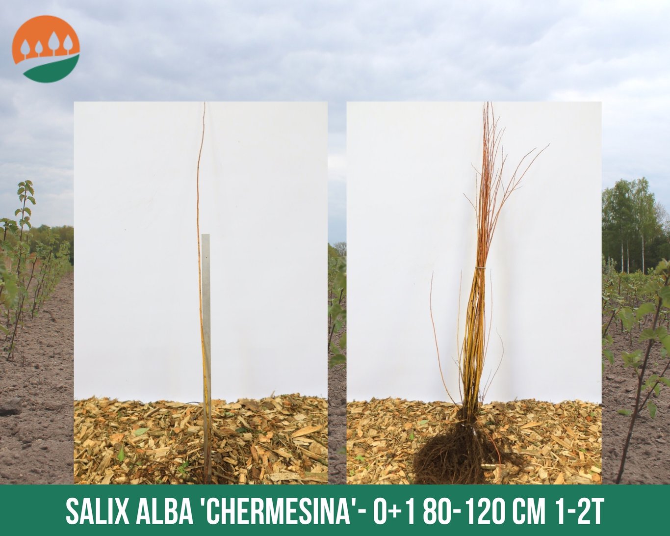 Salix alba 'Chermesina' - 60-100 CM bare root 0/1   1-2 branche