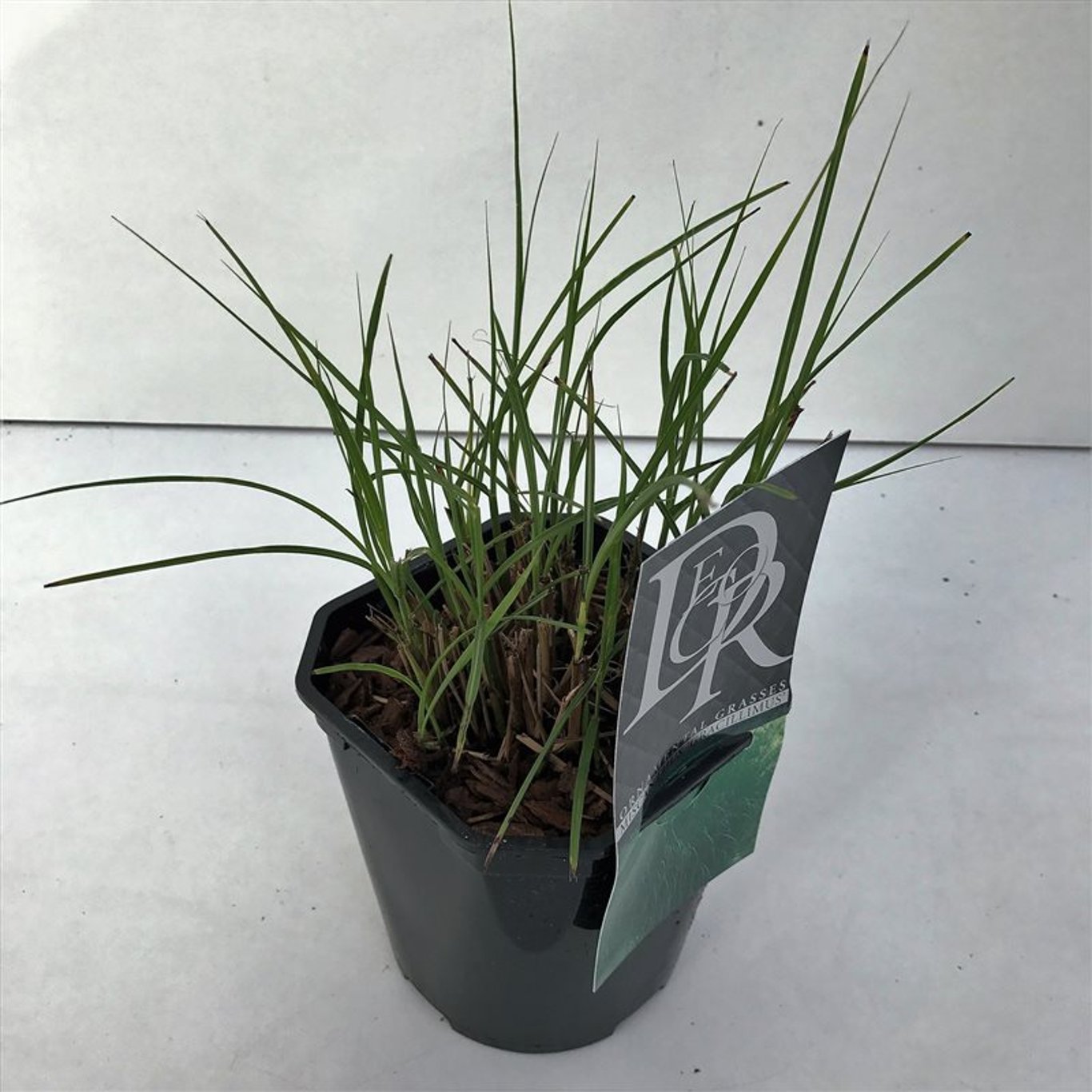 Miscanthus sin. 'Gracillimus' - C2