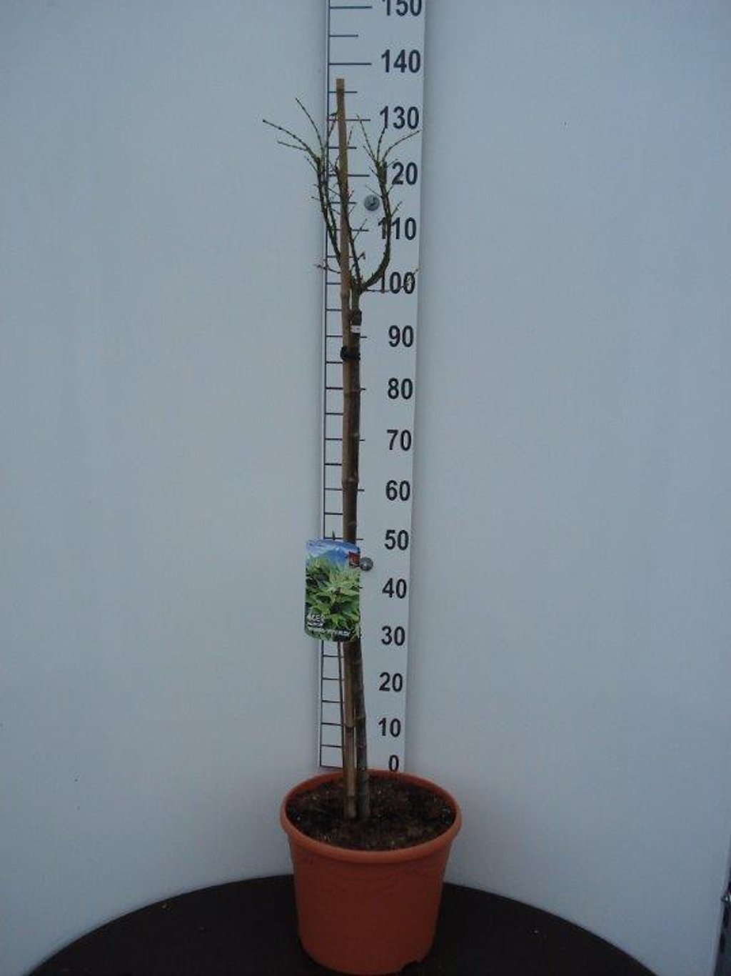 Acer pal. 'Mikawa-yatsubusa' - 90 CM Stem C20