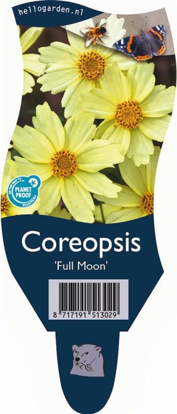 Coreopsis 'Full Moon' - P11