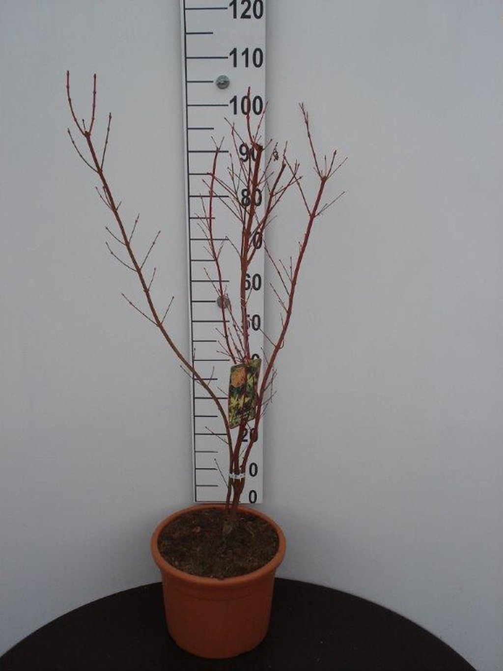 Acer pal. 'Sangokaku' - C15 100-125 CM