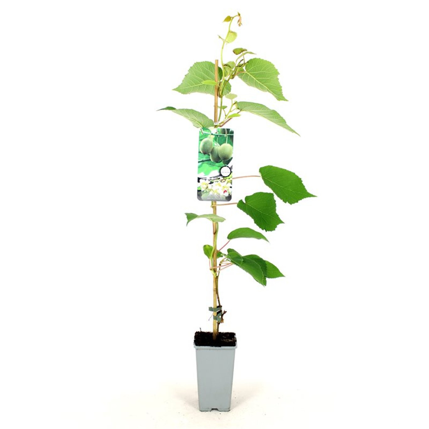 Actinidia d. 'Hayward' - C2 80-100 CM Stick