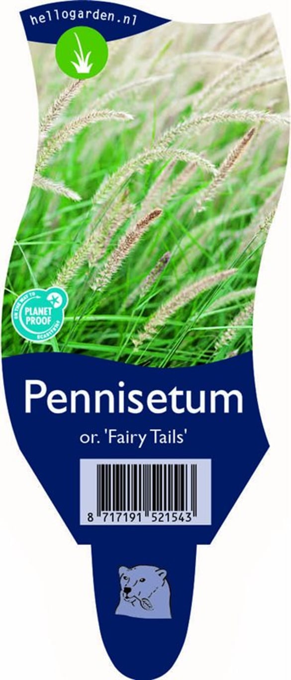 Pennisetum or. 'Fairy Tails' - P11