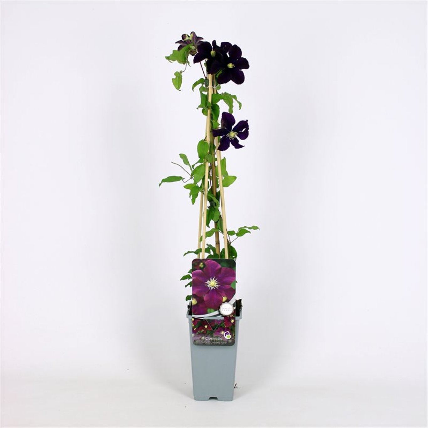 Clematis 'Warszawska Nike' - C2 70/+ CM