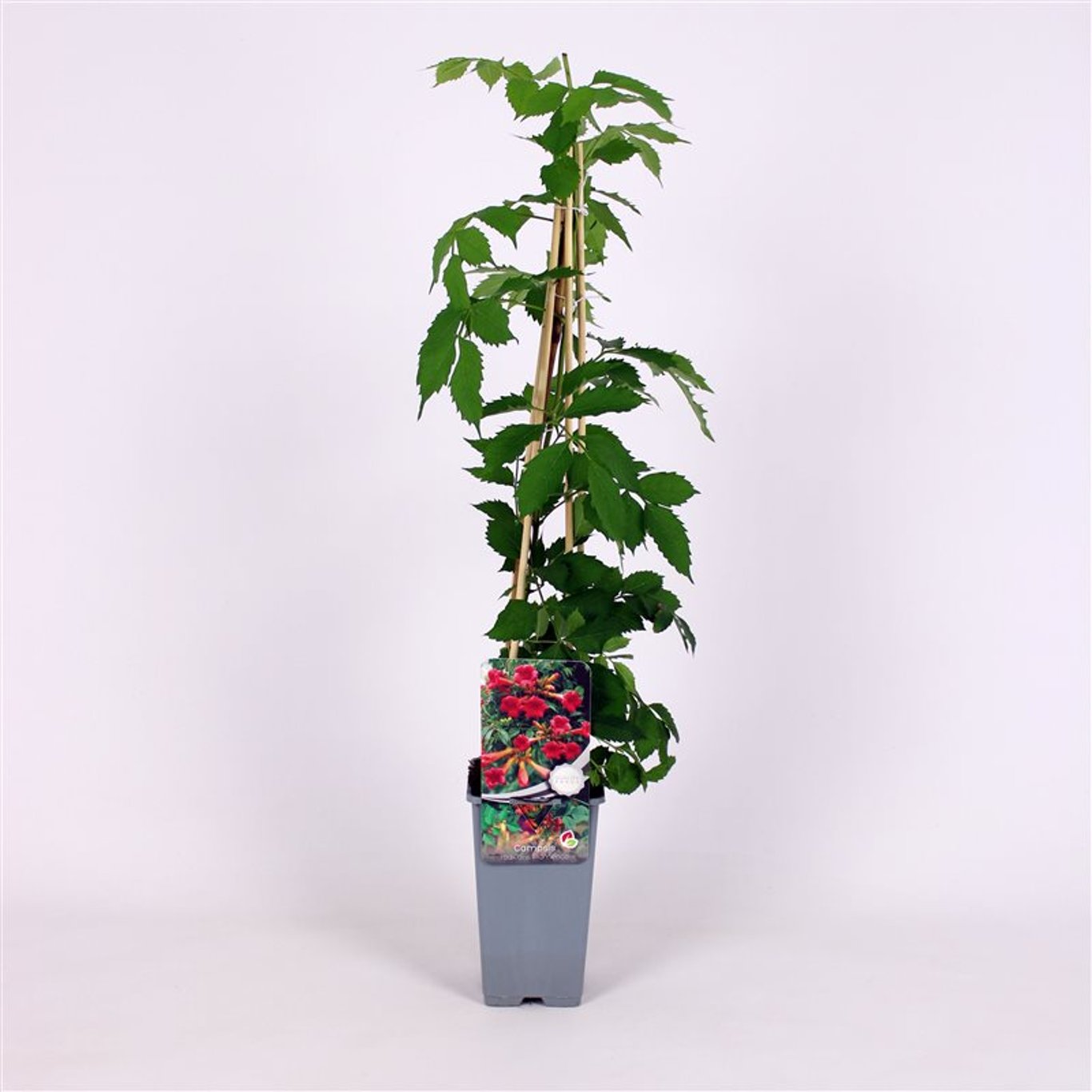 Campsis rad. 'Flamenco' - C2 70/+ CM