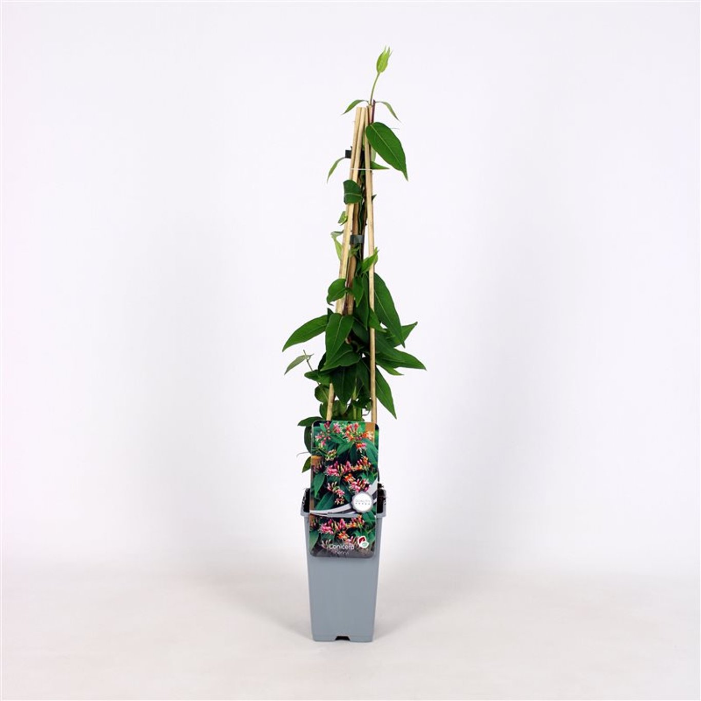 Lonicera henryi - C2 70/+ CM