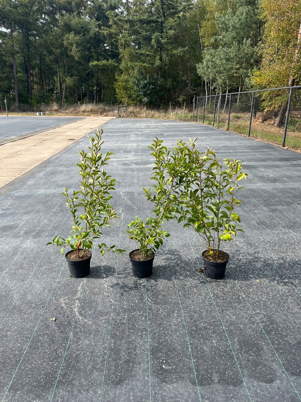Ligustrum luc. Green Screen - C5