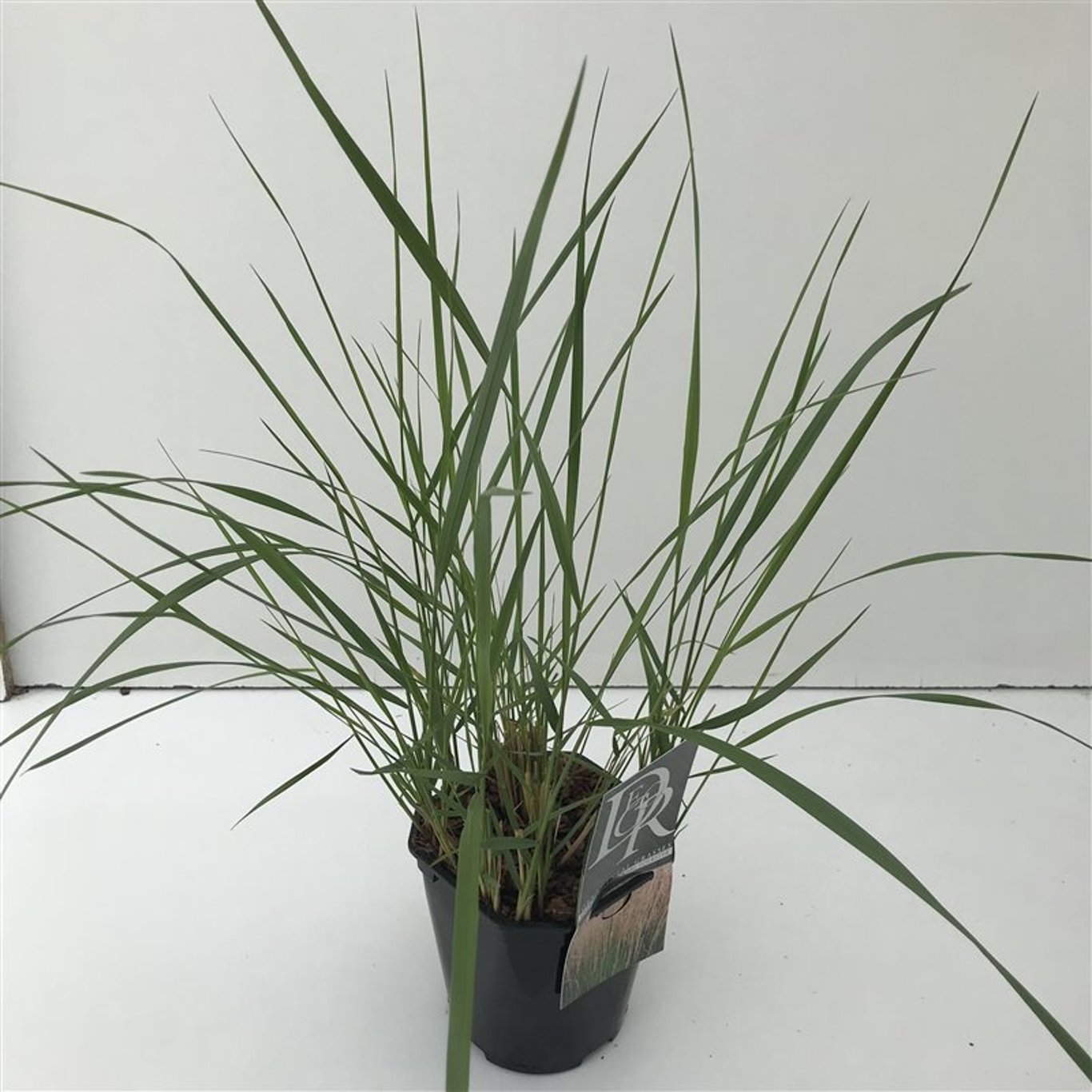 Calamagrostis acut. 'Karl Foerster' - C2
