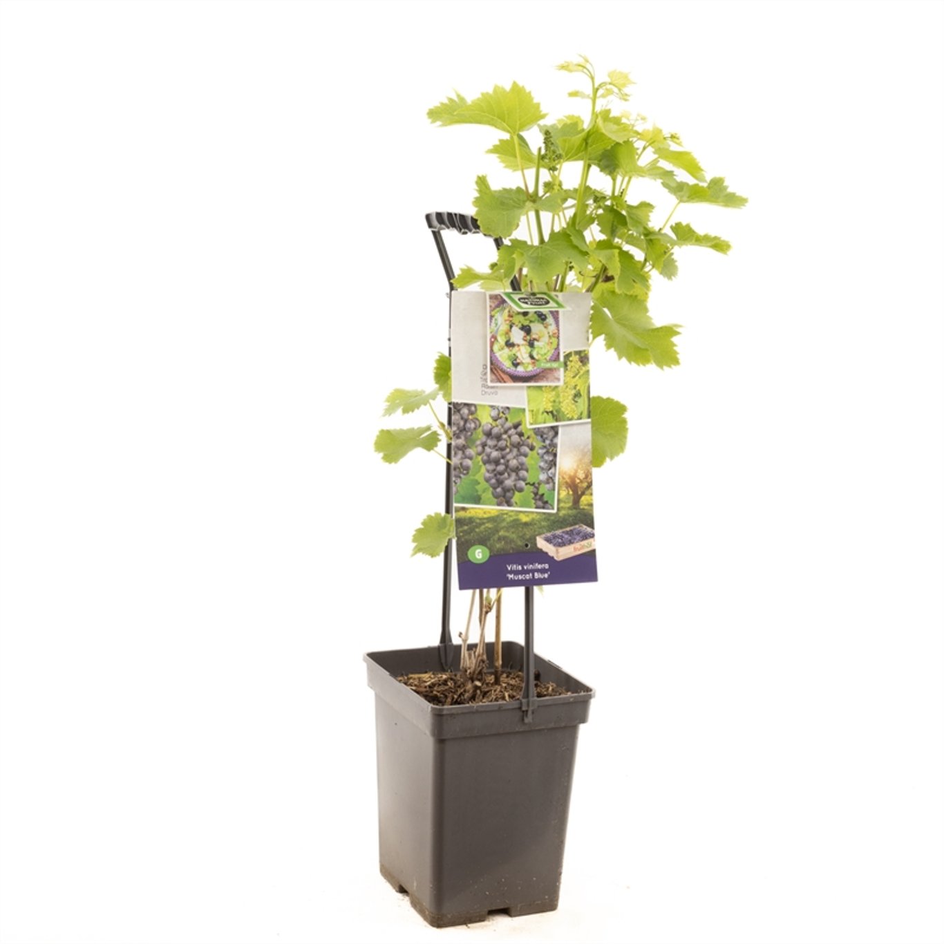 Vitis 'Muscat Bleu' - 50-60 CM Carry Handle C5