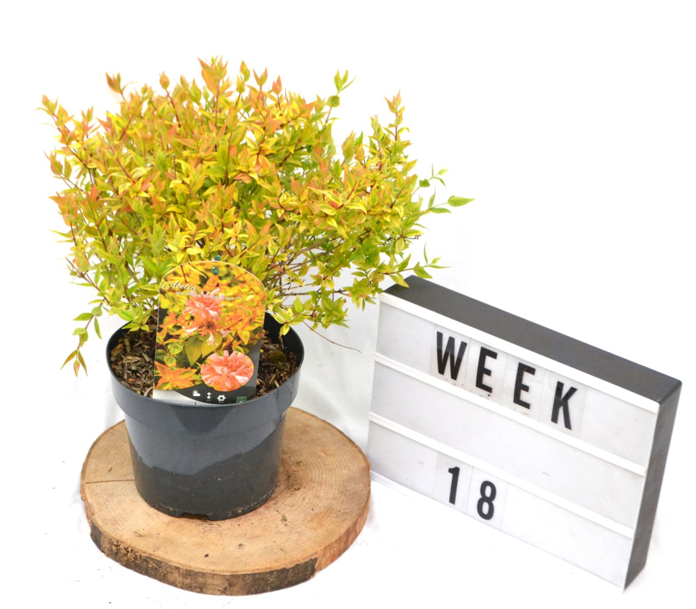 Abelia grandifl. 'Kaleidoscope' - C3 20-40 CM