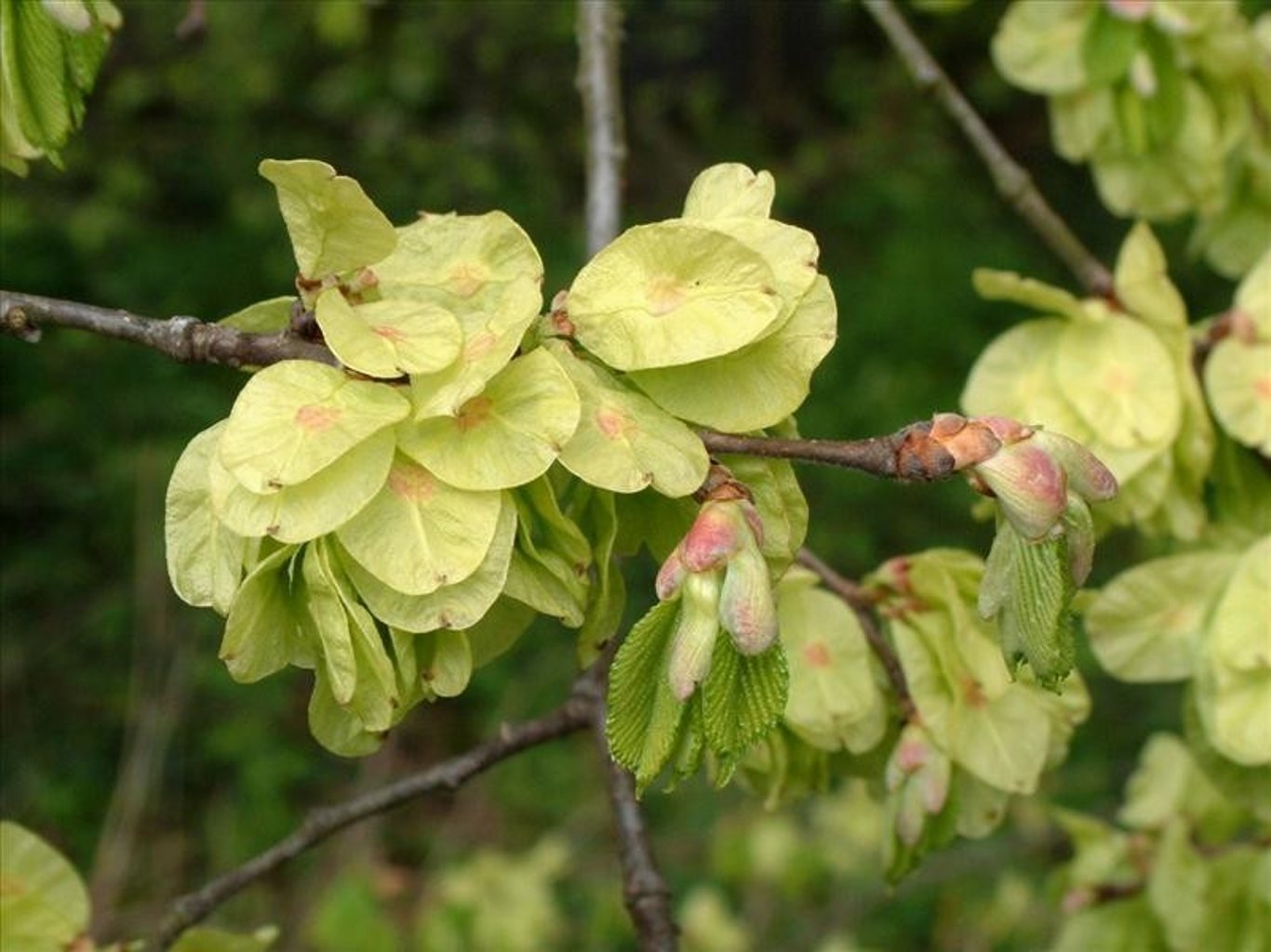 Ulmus minor - 80-100 CM bare root 2/0