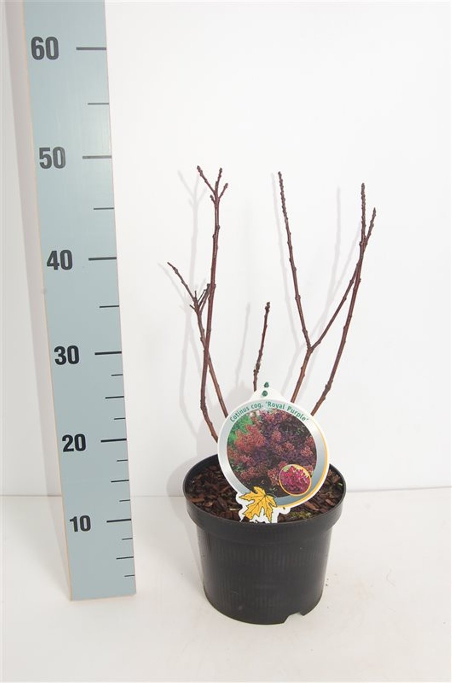 Cotinus cog. 'Royal Purple' - C3 30-40 CM