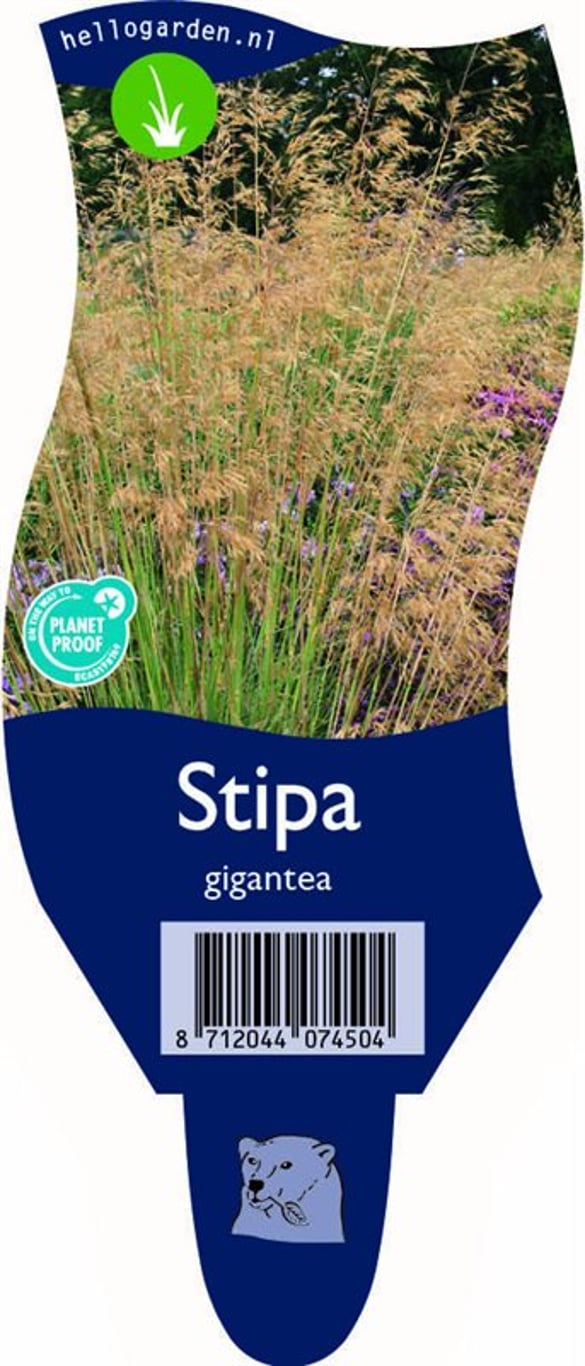 Stipa gigantea - P11