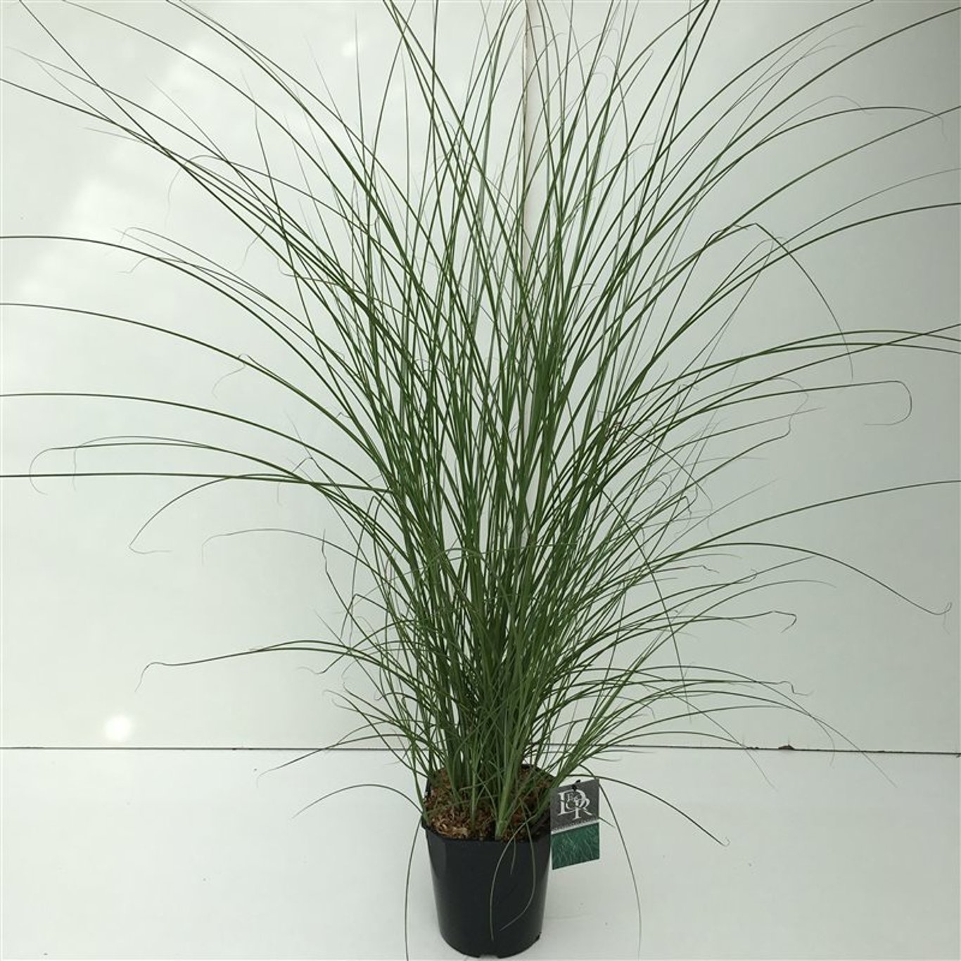 Miscanthus sin. 'Gracillimus' - C5