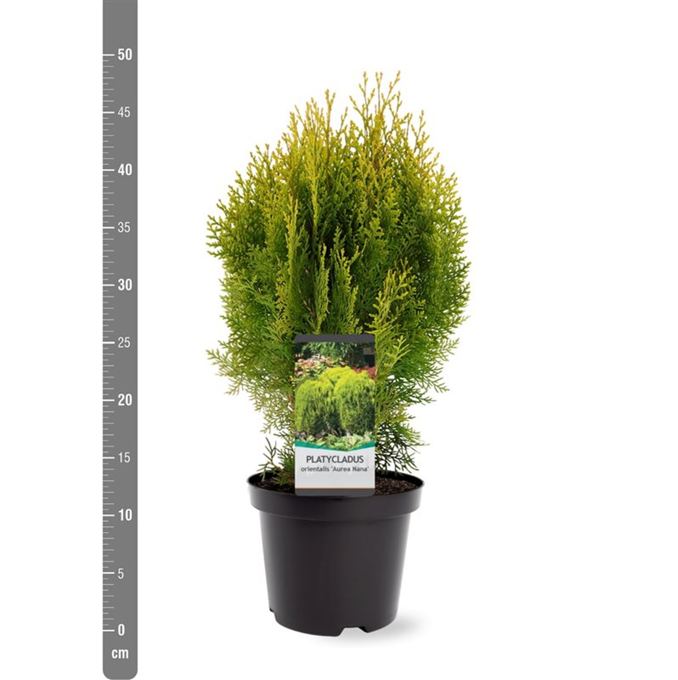 Platycladus or. 'Aurea Nana' - C3 25-30 CM