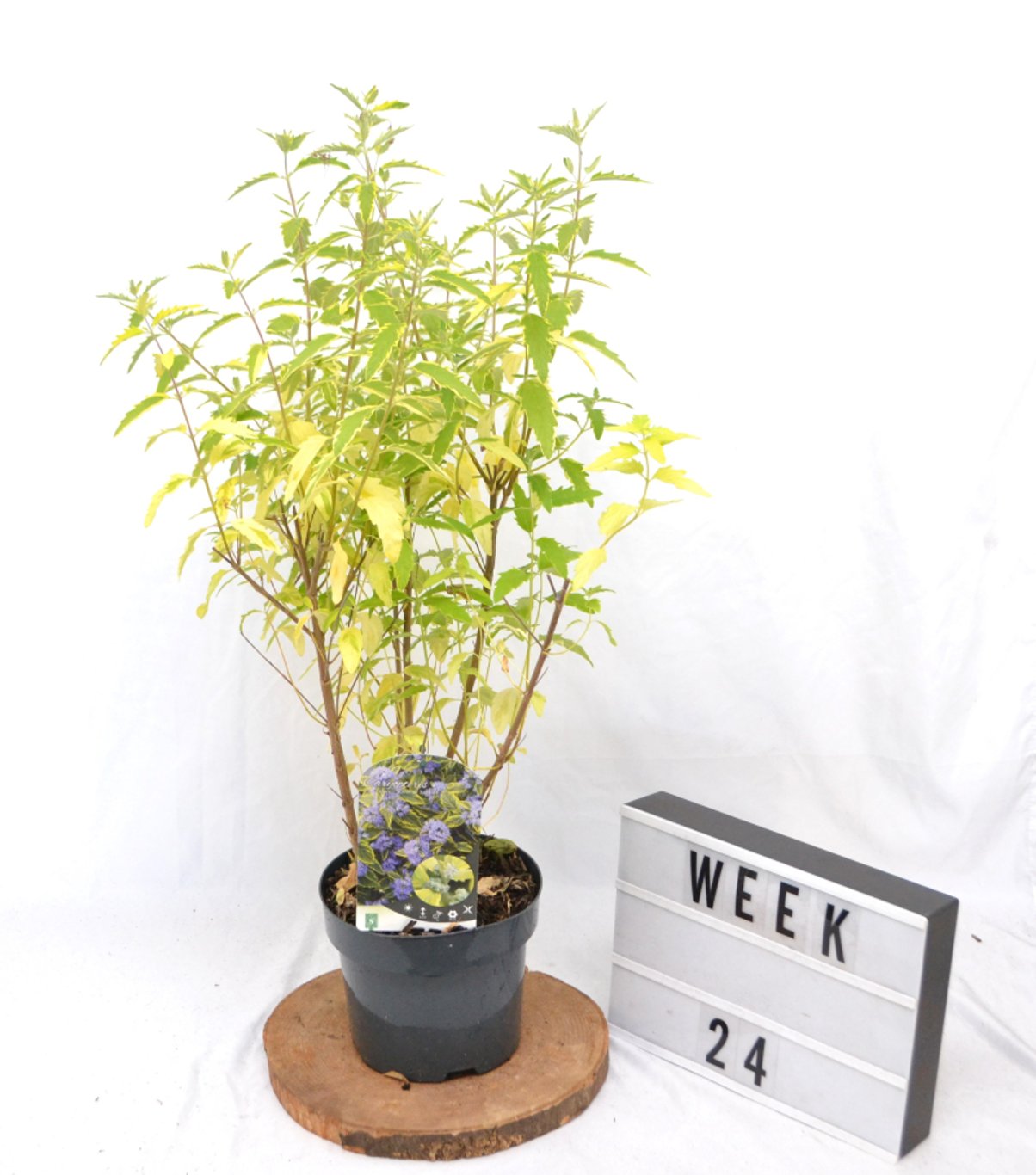 Caryopteris cland. 'Summer Sorbet' - C3 20-40 CM