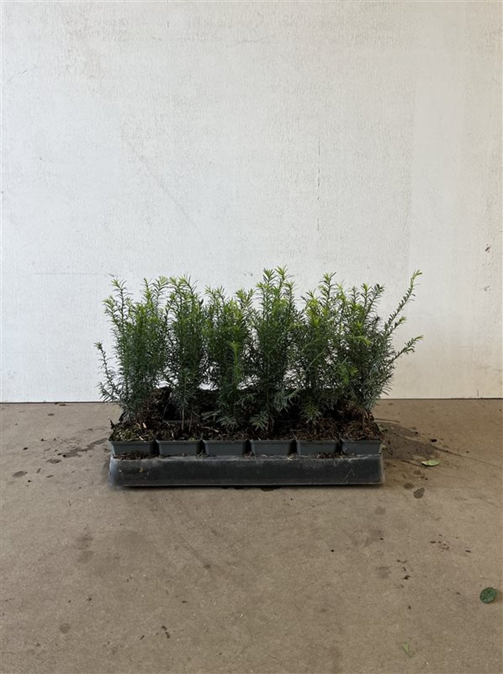 Taxus baccata - P9