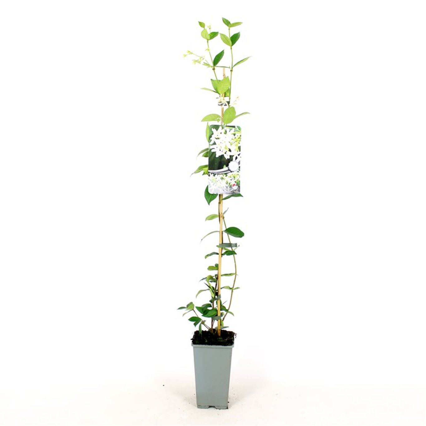 Trachelospermum jasminoides - C2 80-100 CM Stick