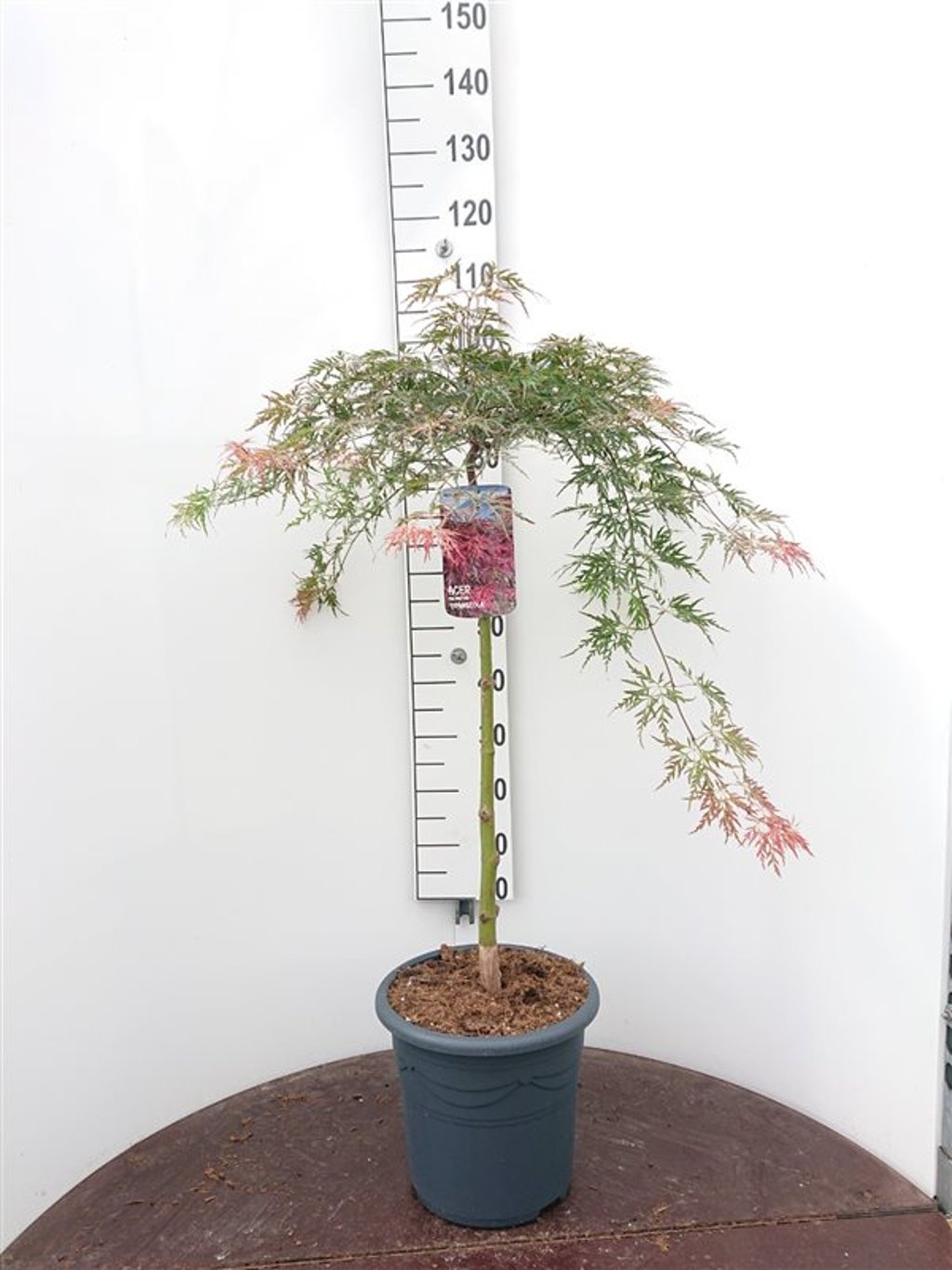 Acer pal. 'Orangeola' - 50 CM Stem C15