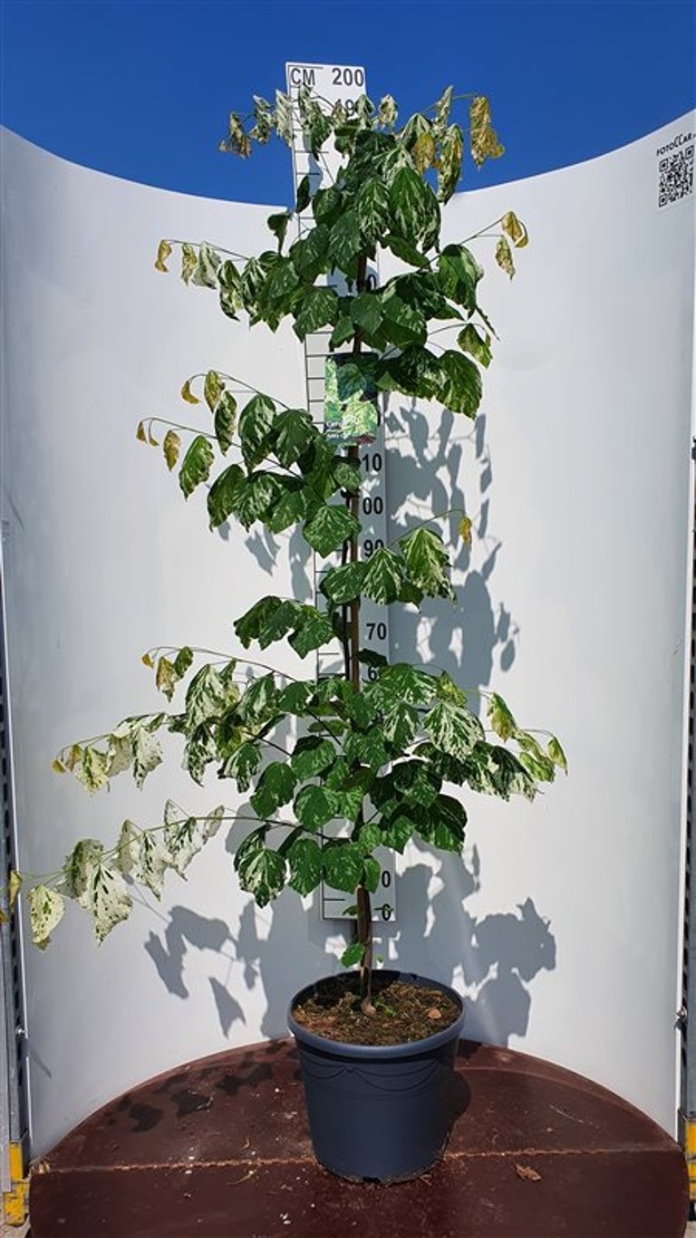 Cercis can. 'Alley Cat' - C20 150-175 CM