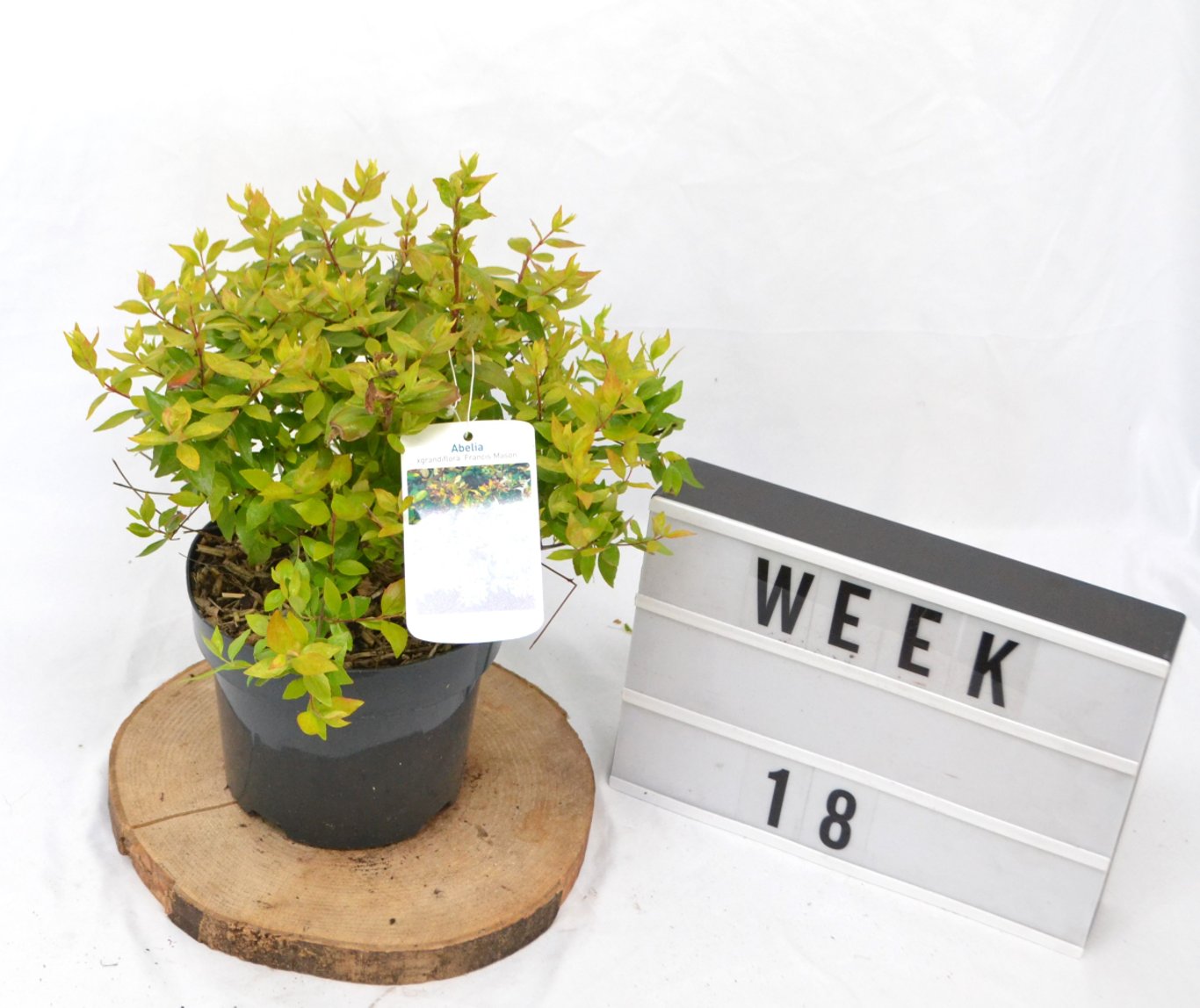 Abelia grandifl. 'Francis Mason' - C3 20-40 CM