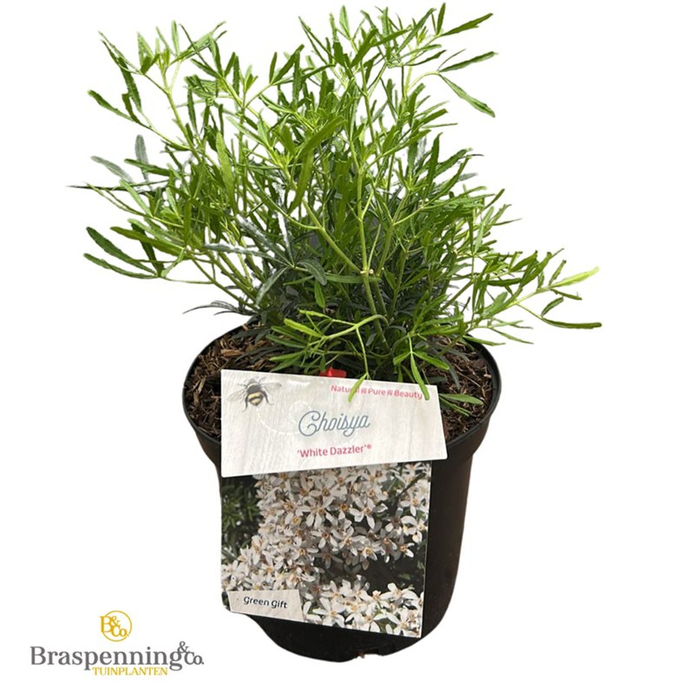 Choisya t. 'White Dazzler' - C3 25-30 CM