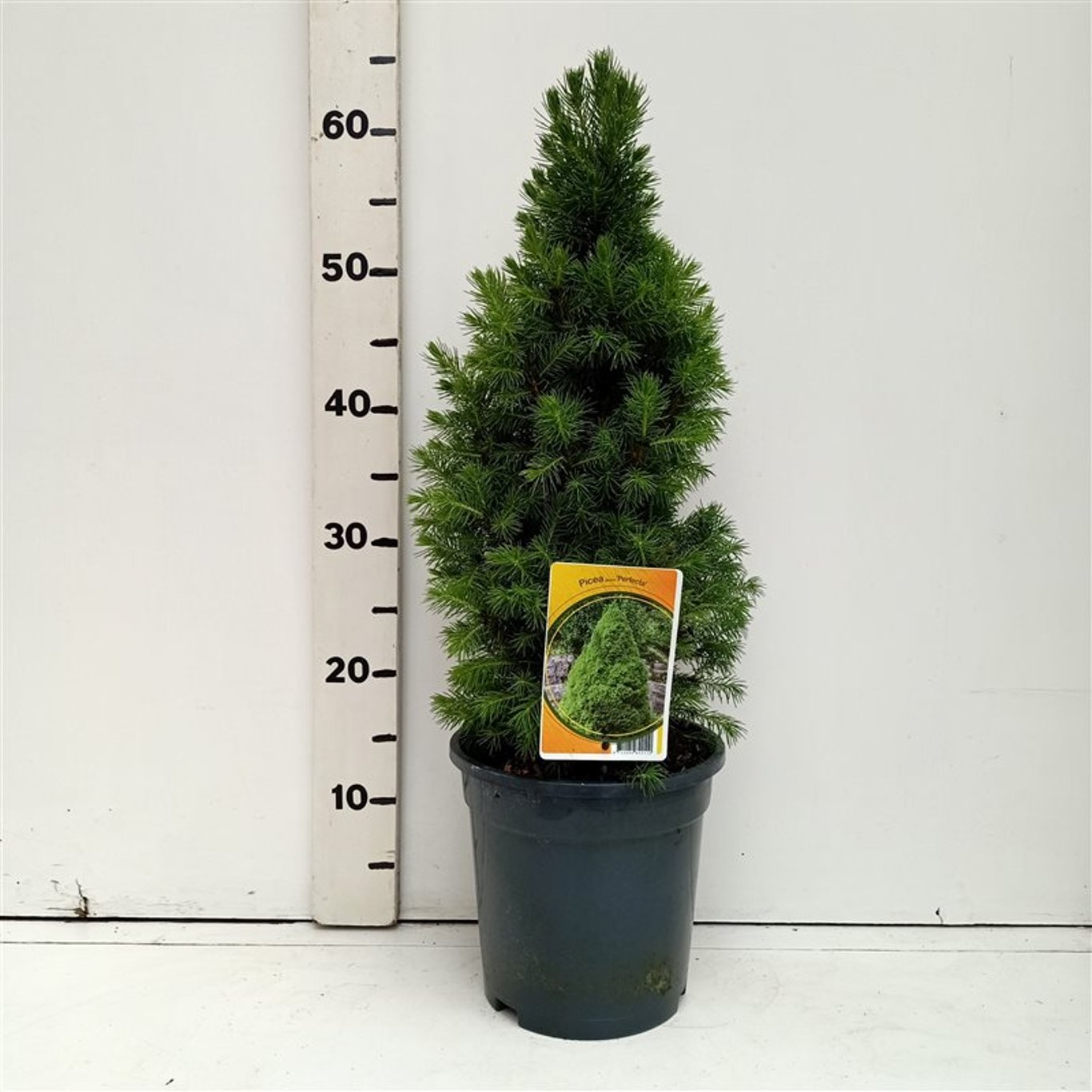 Picea glauca 'Perfecta' (Conica) - C3 40-50 CM
